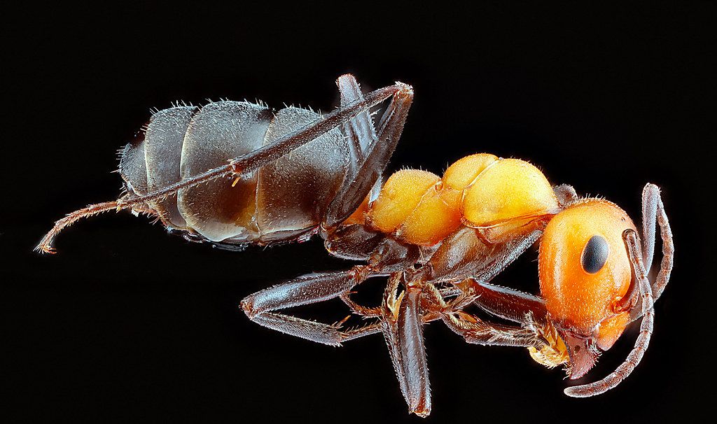 Ant Control service in Charlotte, NC