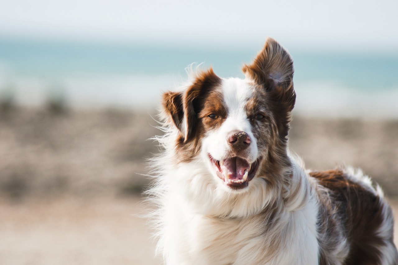 Flea & Tick Control service in Charlotte, NC