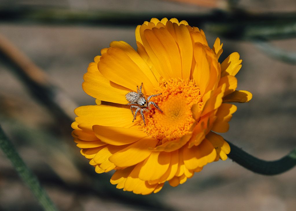 Spider Control service in Charlotte, NC